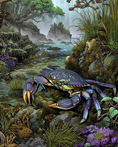 8x10 blue land crab - blue,