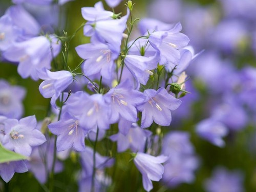 Campanula rotundifolia|