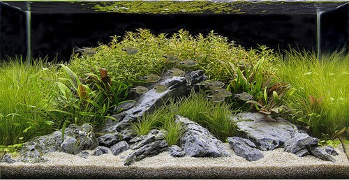 Aquarium gravel fish tank - aquarium,