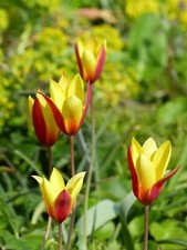 20x Tulip Clusiana Chrysantha