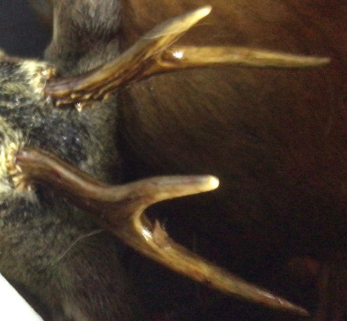 Antlers from roe - , fresh
