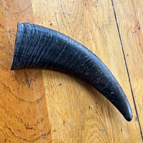 Unmounted hollow cattle horn - hollow,