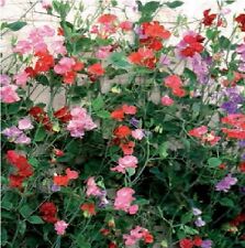 Sweet Pea - Giant Spencer Waved Mixed - 100 Seeds