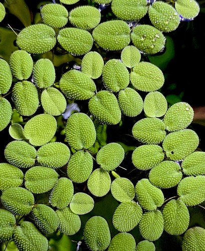 Salvinia minima 100 leaves - minima, –