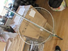 excellent XX large salmon