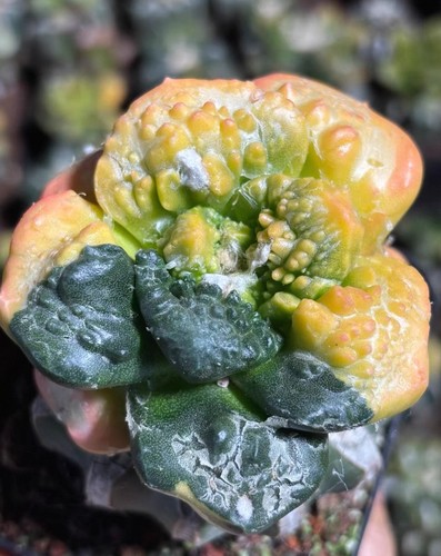 Live house plant ariocarpus - house,