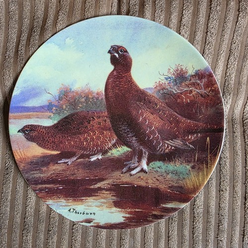 Red grouse amongst - grouse,