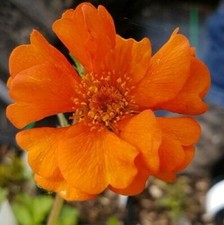 Geum 'Prinses Juliana'