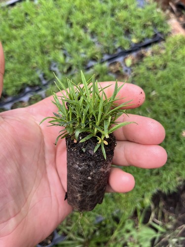 Dianthus carthusianorum 3x - dianthus,