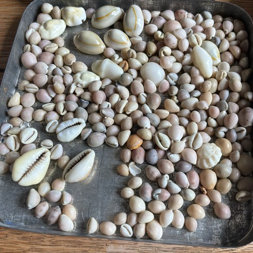 Vintage job lot small - job, cowrie