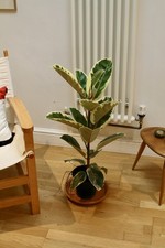 Ficus Elastica Tineke