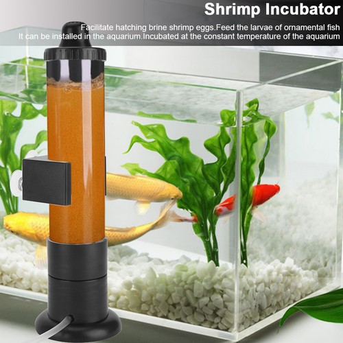 380 brine shrimp eggs - brine,