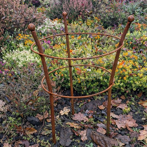 Peony plant support flower - plant,