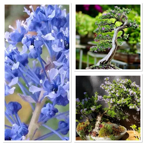California lilac evergreen - california,