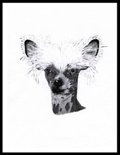 CHINESE CRESTED HEAD STUDY DOG
