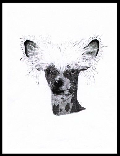Chinese crested head - study, dog