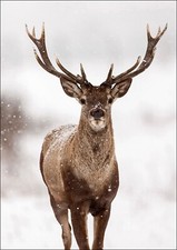 RED STAG IN SNOW WILDLIFE
