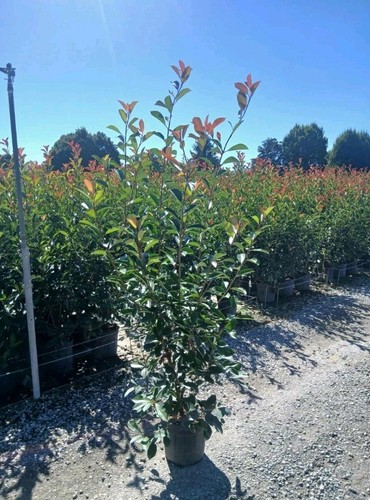 Photinia red robin - photinia, approx