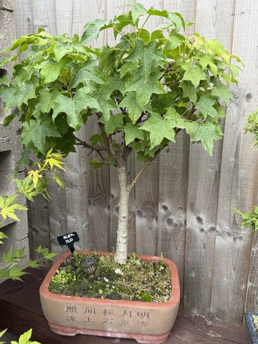 Large maple bonsai - large,