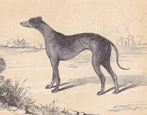 1851 greyhound dog - 1851,