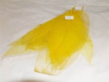 25 Magnolia Skeleton Leaves Yellow (2771)