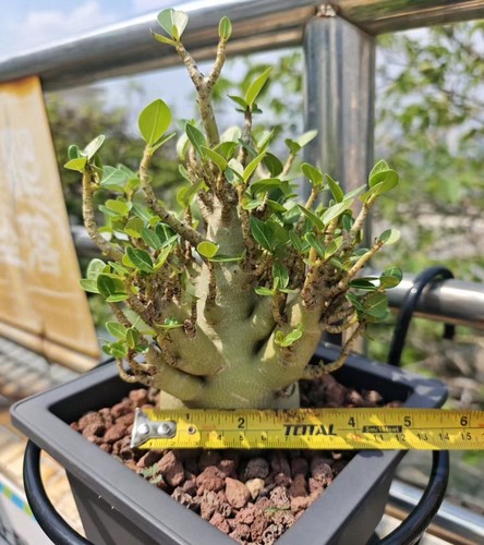 Rare adenium obesum wysiwyg - rare,