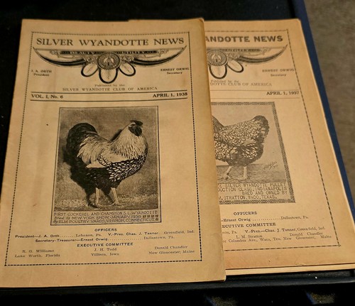 Silver wyandotte club - silver,