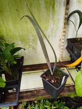 Bismarckia nobilis - 11 cm pot palm seedling