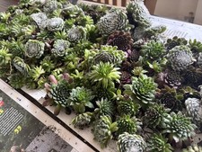 x 15 Sempervivum mixed chicks