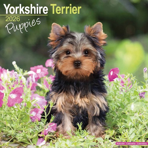 Yorkshire terrier puppies - yorkshire,