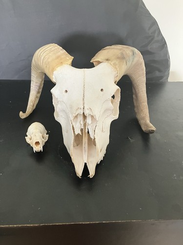 Ram white skull taxidermy - white,