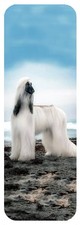 AFGHAN HOUND DOG BEAUTIFUL DOG