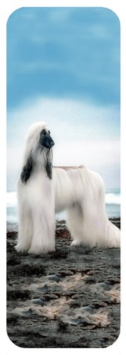 Afghan hound dog beautiful - hound,