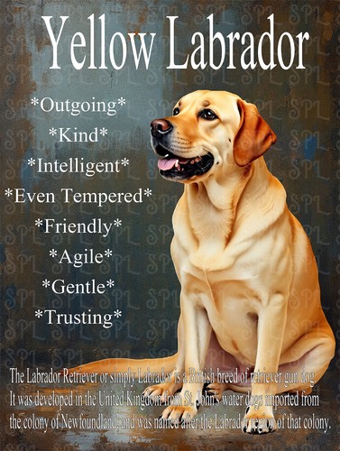 Yellow labrador breed - yellow,