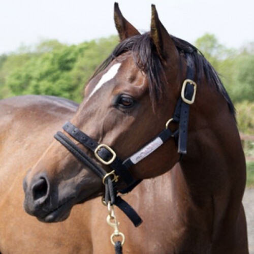 All sizes monty roberts dually - sizes,