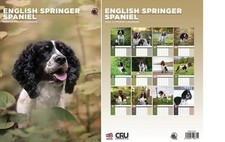 English Springer Spaniel 2026