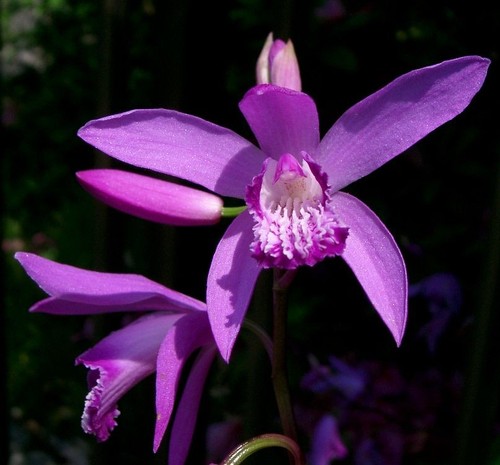Hyacinth orchid bletilla - orchid,
