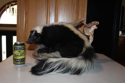 Striped skunk mount - mount, taxidermy