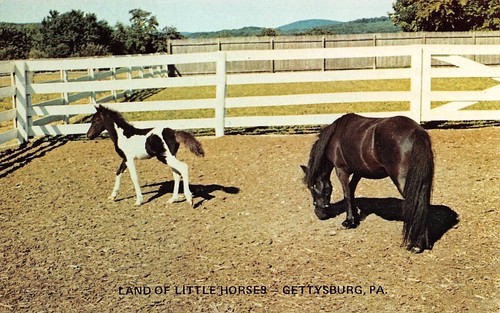 Land little horses - of,