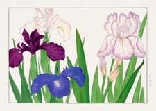Bearded Iris Flower, Seiyo