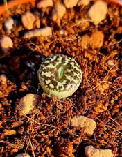 Conophytum Minimum Wittenbergense  | Tiny Mouth Succulent