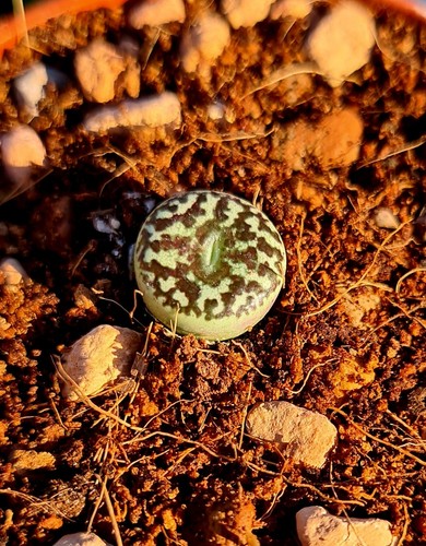 Conophytum minimum - conophytum,