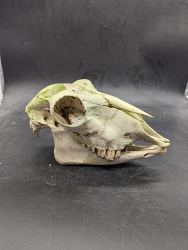 British hill sheep - sheep, skull