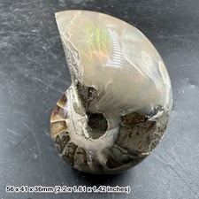 Fossilised nautilus