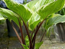 Hosta Sorbet (3 lt pot  Grown