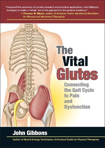 The vital glutes connecting - the,