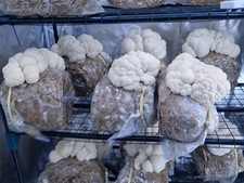 Lions Mane Fruiting Block (Large 1.8kg Grow Kit) *FREE SPRAY* Just Cut & Mist