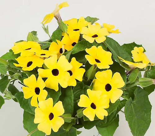 Yellow thunbergia alata - thunbergia, plug