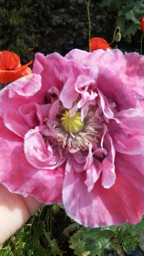 Large pink seed poppy - seed,