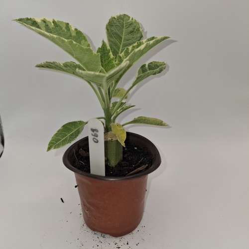 Brugmansia snowbank variegated - brugmansia,